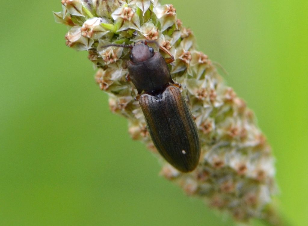 Athous sp. (vittatus?), Elateridae